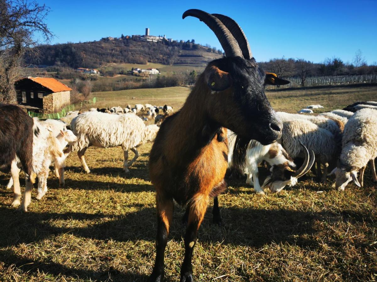 Agriturismo La Margherita San Giorgio Scarampi 外观 照片